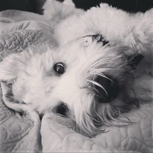 Meet your Posher, Susan